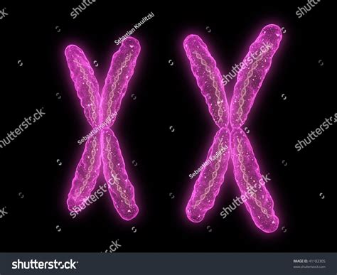 Xx Chromosome Stock Illustration 41183305 - Shutterstock