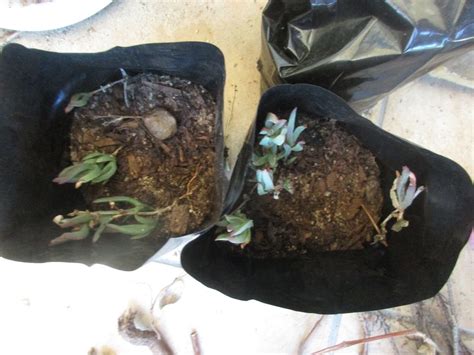 Communitree - Arundel Nursery