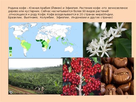 Презентация исследовательской работы "Кофе" - химия, презентации