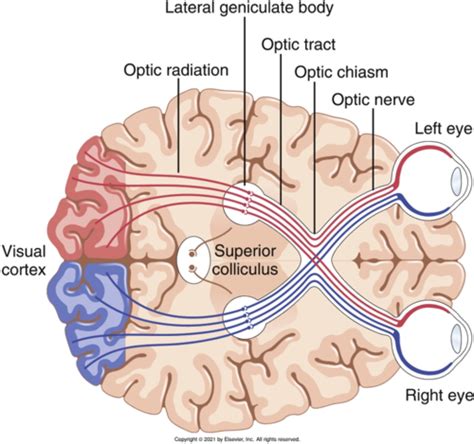 Image result for Contralateral Visual Field