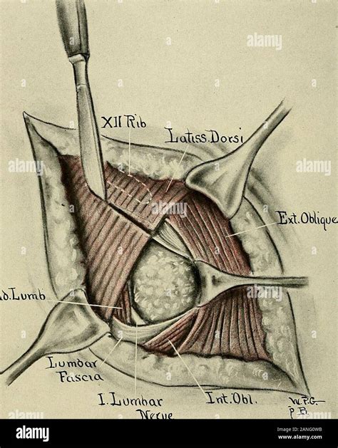 Fascial muscles hi-res stock photography and images - Alamy