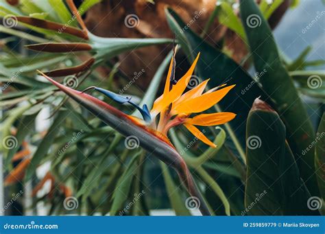 Bird of Paradise Plant in Full Seasonal Bloom. Beautiful Strelitzia ...