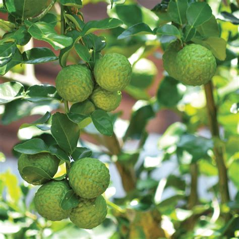 Download Bundle Of Kaffir Lime Fruits Wallpaper | Wallpapers.com