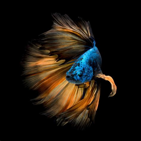 Image result for Fish Key Script Code