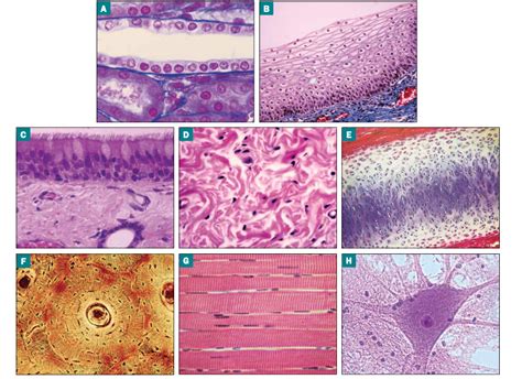 Identifying Tissue Types 的图像结果