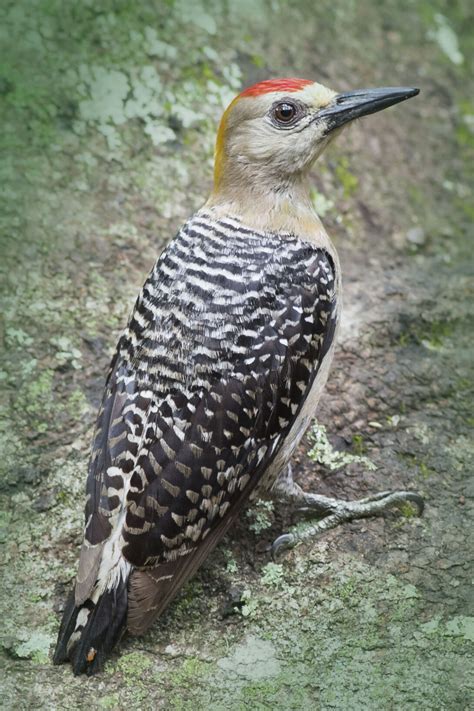 En el bicentenario del nacimiento del Dr. Karl Hoffmann | Meer