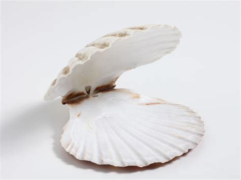 Scallop Facts