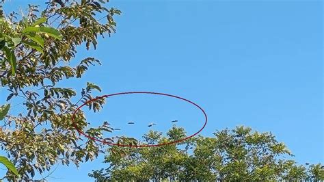 Rare hornbills return to Silluk after years; Pasighat DFO issues strict ...