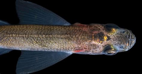 U.S. Fish and Wildlife Service proposes critical habitat for longfin ...