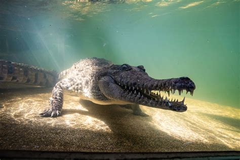 Crocodiles Facts Horror Moment 15ft Crocodile With 'world's Most