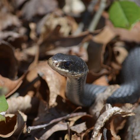 About Northern Black Racer - Maryland Biodiversity Project