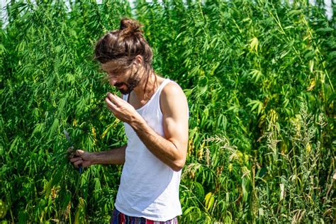 Does Cannabis Lower Blood Pressure? | The Cannigma