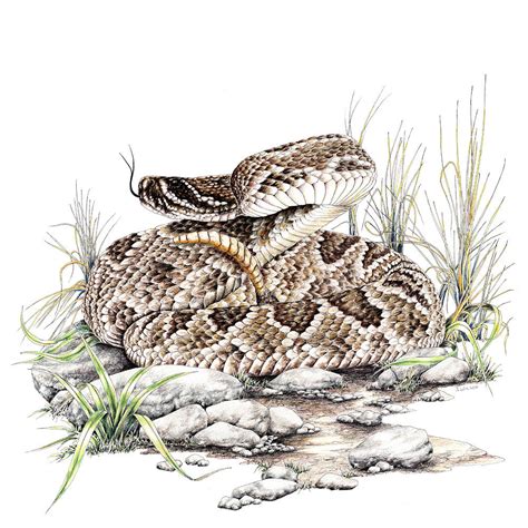 Diamondback Rattlesnake Limited-Edition Print - Wildlife Drawings by ...