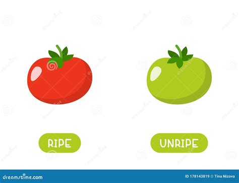Red and Green Tomato Cartoon Illustration with Typography. Stock ...