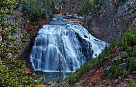 Image result for Introduction of Wolves in Yellowstone