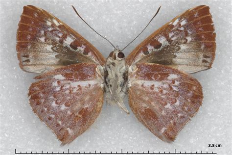Periplacis glaucoma (type specimens)