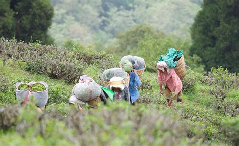 How the finest Darjeeling tea is losing its steam due to climate change ...