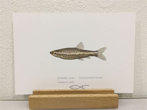 Nannostomus britskii Drawing Postcard | Osakanacraft