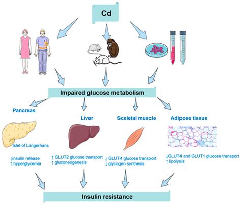 Emerging Links between Cadmium Exposure and Insulin Resistance: Human ...
