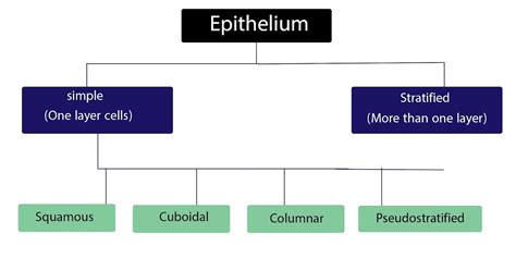 Image result for Epithelial Tissue Classification