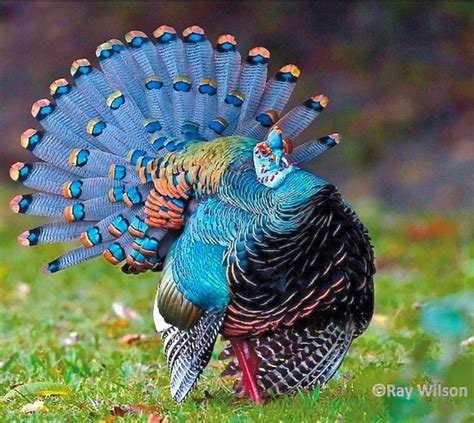 Colorful Ocellated Turkey (Meleagris ocellata) | Most beautiful birds, Beautiful birds, Animals ...
