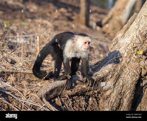white faced capuchin monkey costa rica Stock Photo - Alamy