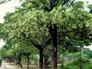 Satwin Tree: Unlocking the Mystical Secrets of Nature’s Medicinal Gem ...