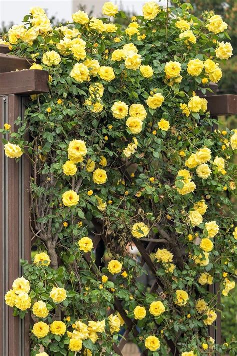 Mndrlin Yellow Climbing Rose Rosa Bush Vine Climber Fragrant India | Ubuy