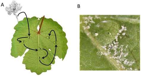 Pathogen Adaptation to American (Rpv3-1) and Eurasian (Rpv29) Grapevine ...