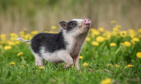 Meet The 5 Cutest Pigs In The World - A-Z Animals