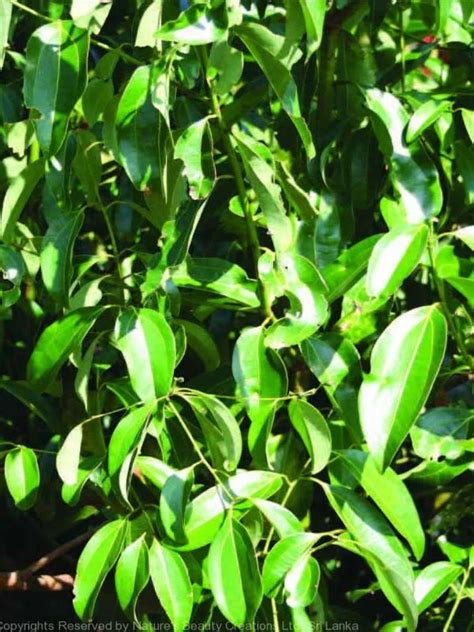 Cinnamomum verum, Edana, Elavangam, Karuvapatta Maram, Cinnamon, ഇടന ...