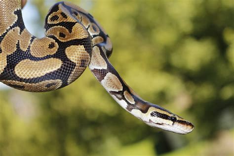 How Long Do Ball Pythons Live and How to Extend Their Lifespan