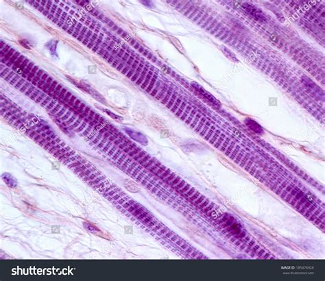 Skeletal Muscle Fiber Microscope