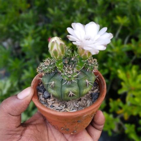 Buy Gymnocalycium Damsii Var. Multiproliferum Plant(1pc) - Rs.119 ...