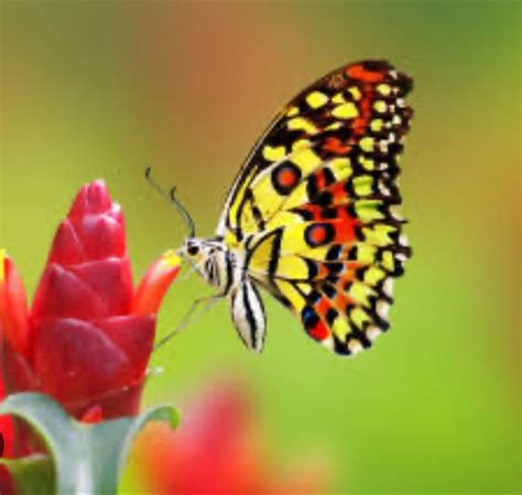 Rajan Gungiah on LinkedIn: The average lifespan for the majority of ...