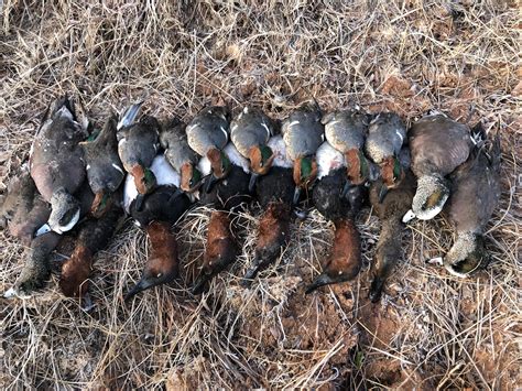 Will You Be Ready For Michigan's 2024-25 Duck Season? - Truth or Fiction