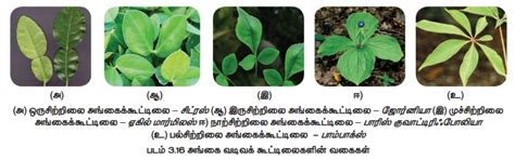இலை - இலையின் பண்புகள், பணிகள், பாகங்கள், வகைகள் | Leaf ...