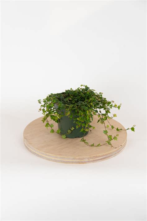 Ficus pumila quercifolia 'String of Frogs' 4" | The Flora Culture