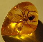 Image result for Amber Fossil