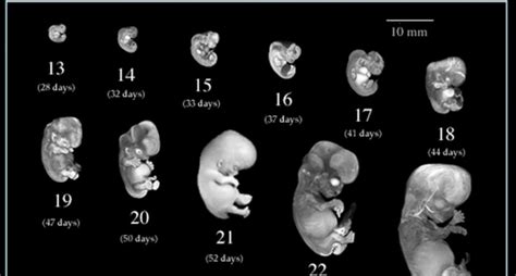 Image result for Embryonic Development Crash Course