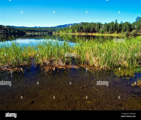 Lynx Lake, Arizona, is a 55-acre (220,000 m2) reservoir located within ...