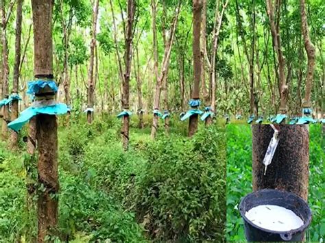 भारत में रबर की खेती – पूरी जानकारी, लाभ और तरीका