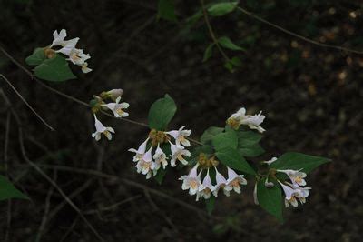Dipelta floribunda Maxim. | Plants of the World Online | Kew Science