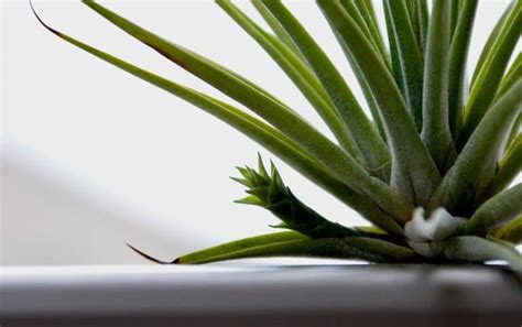 How to Grow Air Plants 的图像结果