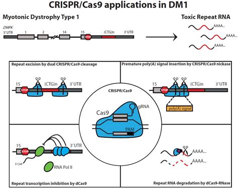 CRISPR/Cas Applications in Myotonic Dystrophy: Expanding Opportunities