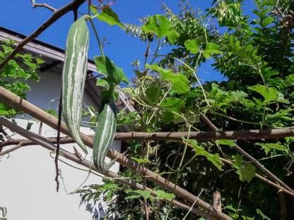 MAA Snake Gourd, Chichinda Seed Price in India - Buy MAA Snake Gourd ...