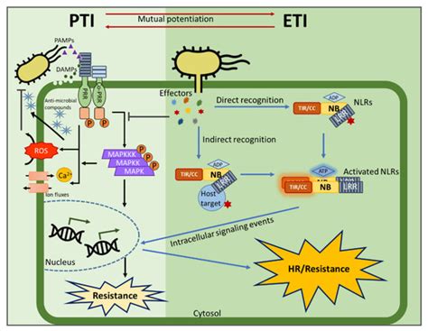 IJMS | Special Issue : Crop Improvement through Multi-Trait Gene ...