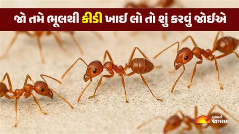 જો તમે ભૂલથી કીડી ખાઈ લો તો શું કરવું જોઈએ જાણો ડોક્ટર પાસેથી- What ...