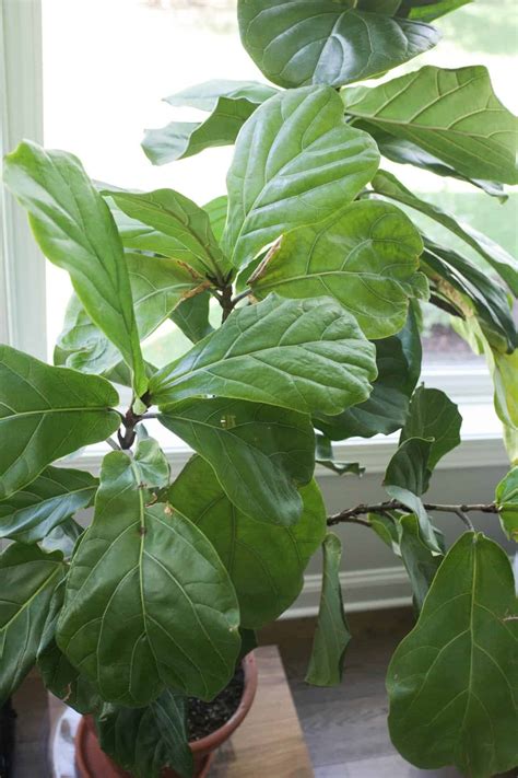 3 Best Fertilizers for Fiddle Leaf Fig - Paisley Plants