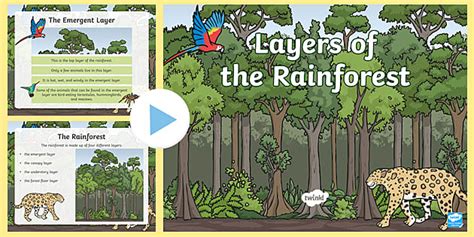 Rainforest Layers PowerPoint | Life Science | Twinkl USA